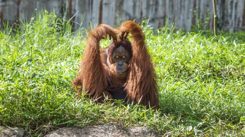 富國島珍珠野生動物園