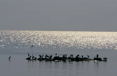 Rubondo Island