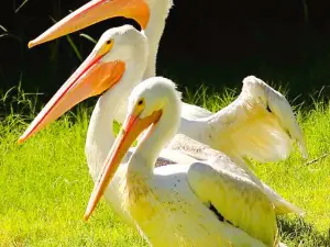 Alabama Gulf Coast Zoo