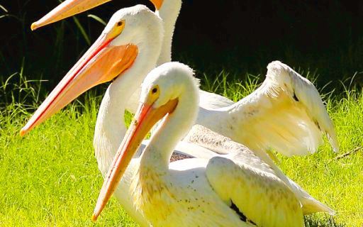 Alabama Gulf Coast Zoo