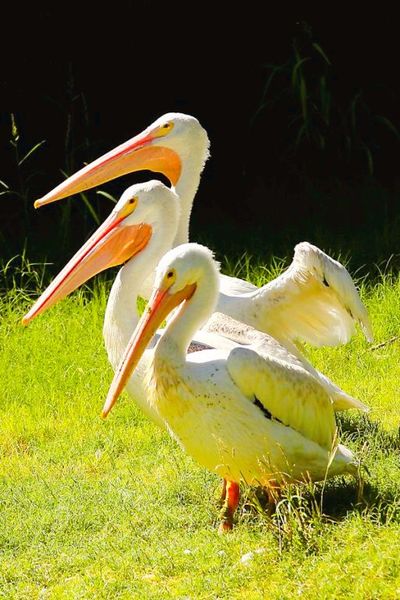 Alabama Gulf Coast Zoo