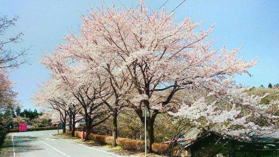 Sakuranoyama Park