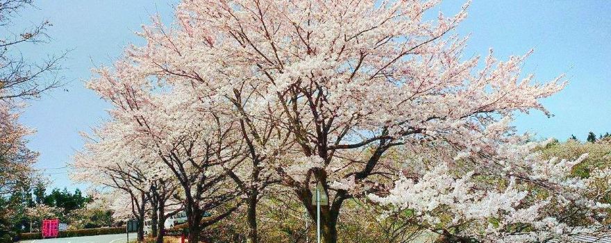 Sakuranoyama Park