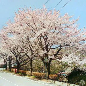 成田市さくらの山