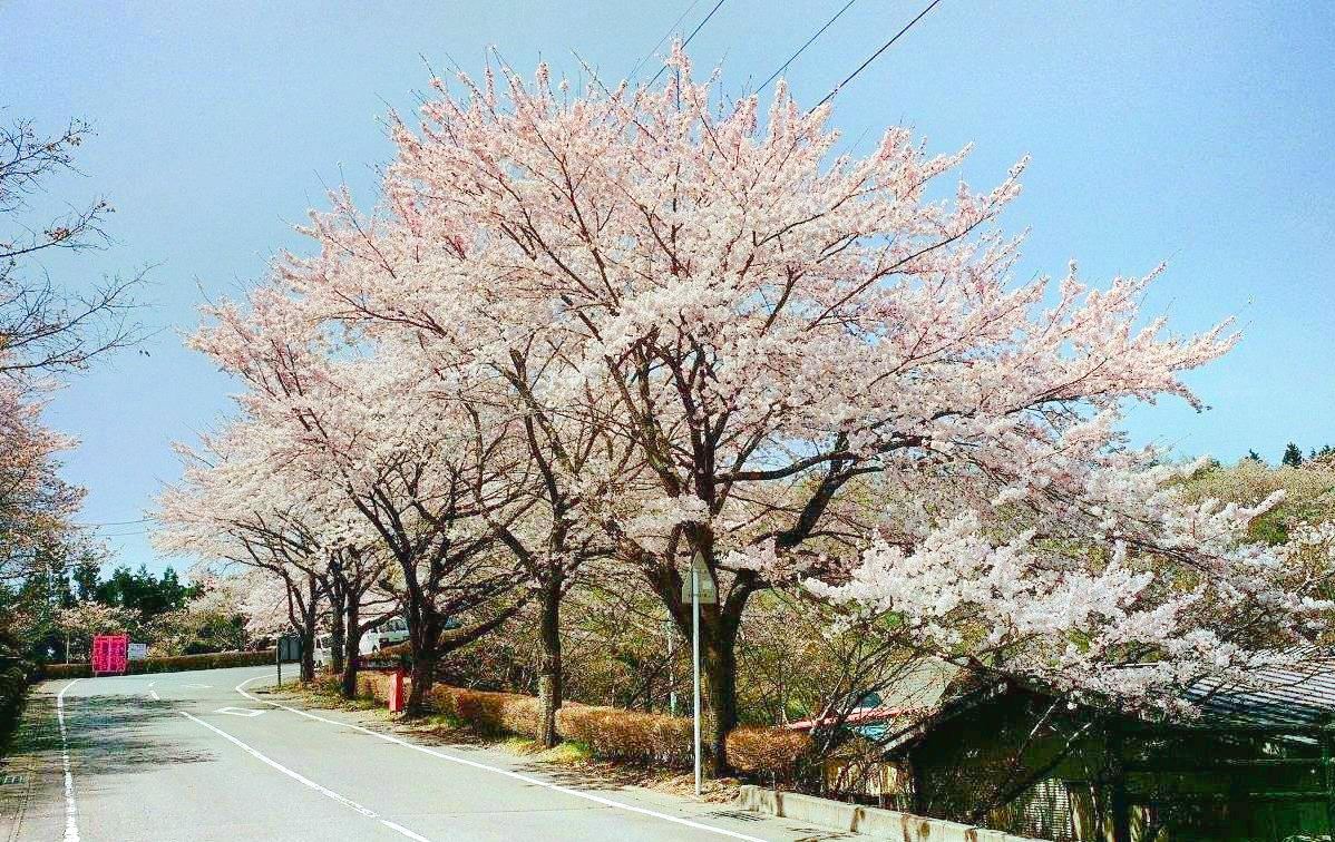 Sakuranoyama Park