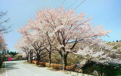 Sakuranoyama Park