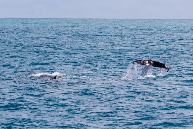 Whale Watching At Sea in Perth