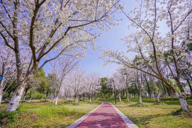 Cherry Blossom Viewing in Suzhou