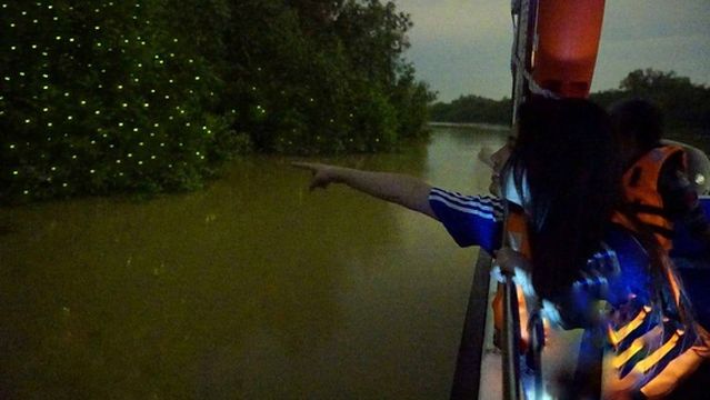 Kuala Selangor Fireflies