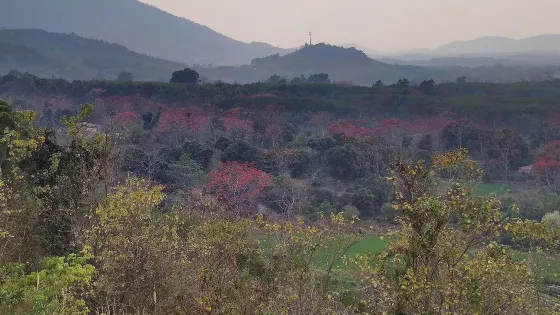 木棉觀景台