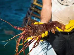 Koura Bay Fishing