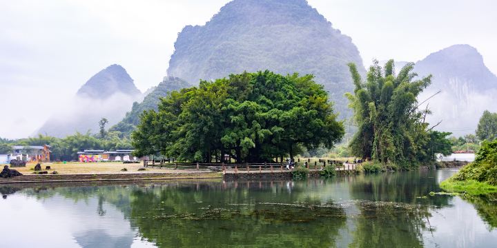 The Grand Banyan Tree