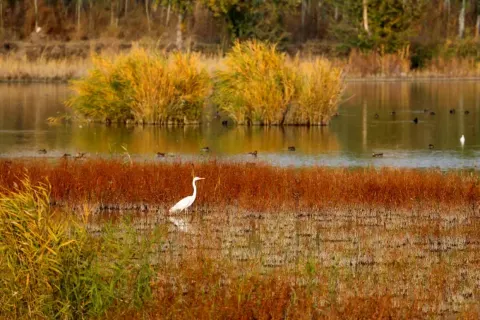 Ili River Valley National Wetland Park
