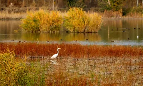 Ili River Valley National Wetland Park