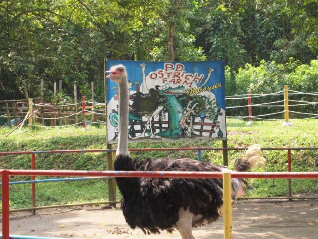 PD Ostrich Show Farm