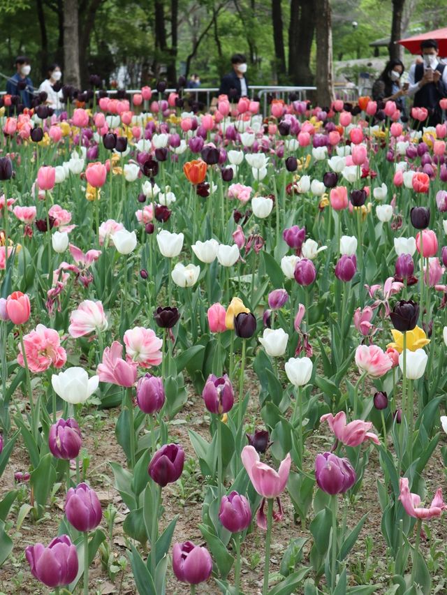 서울숲 튤립축제