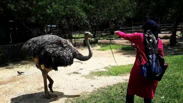 PD Ostrich Show Farm