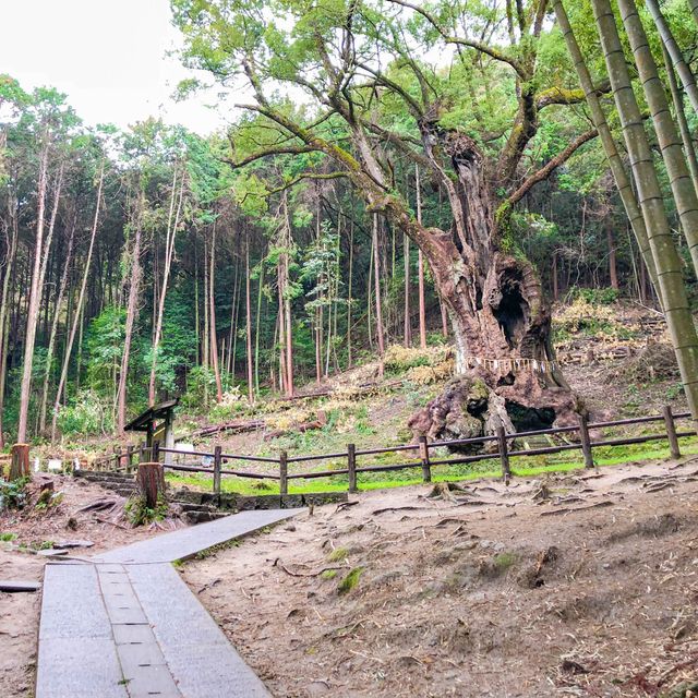 肌がツルツルになる武雄の温泉