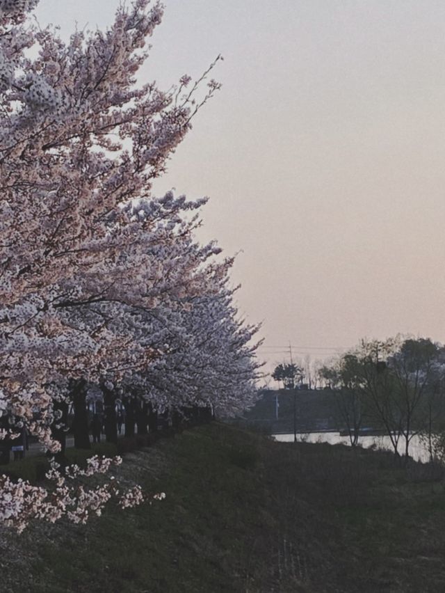 꽃놀이는 안산 호수공원