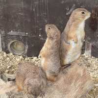 【北海道】日本一危険な動物園！