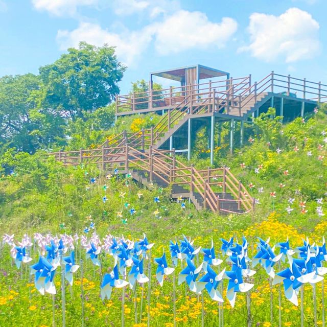 금계국 명소인 밀양 명례성지