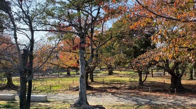 舞鶴公園