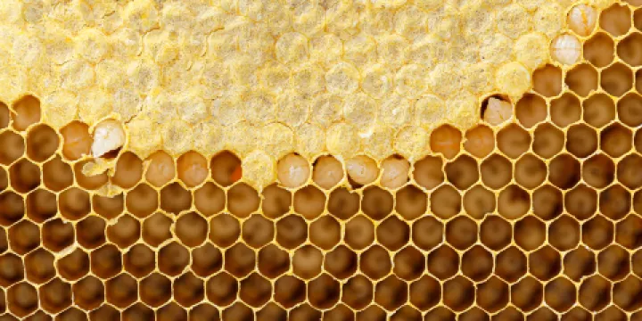 超極蜜蜂博物館