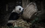 Foping Panda Valley