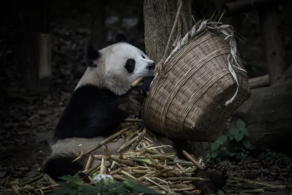 南特 飛 奧赫里德