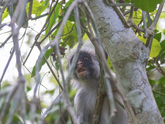 Mangrove Ecological Reserve