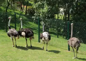 紫清湖野生動物世界