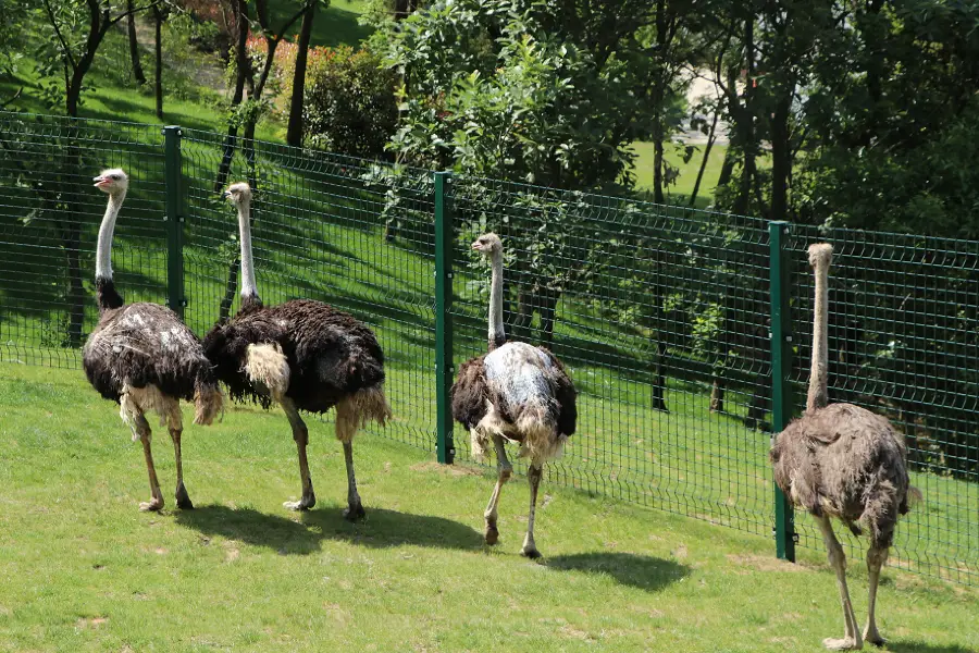 紫清湖野生動物世界