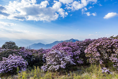 Longzhou Mountain