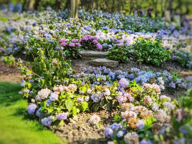 Welcome to the Fantasy Flower Bloomings