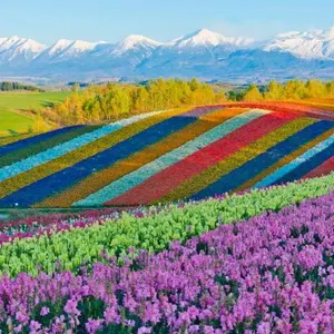 【北海道自由行】一文睇清北海道行程安排、住宿推薦、好玩景點、滑雪賞花 2026  最強攻略