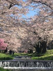 観音寺川の桜並木