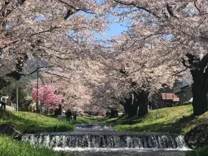 Kannonji River Sakura