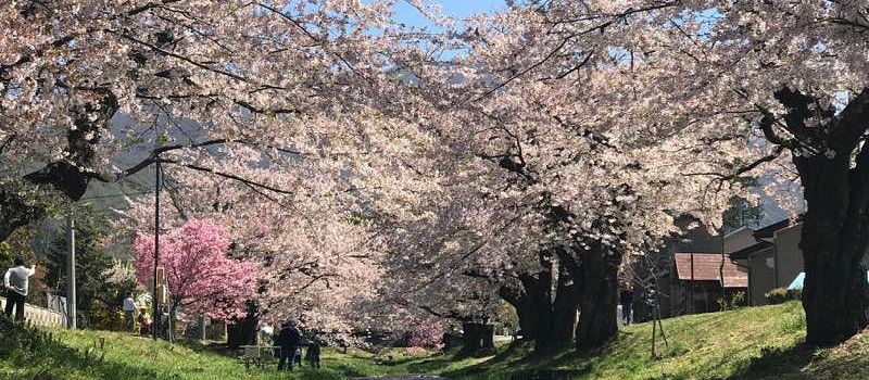 Kannonji River Sakura