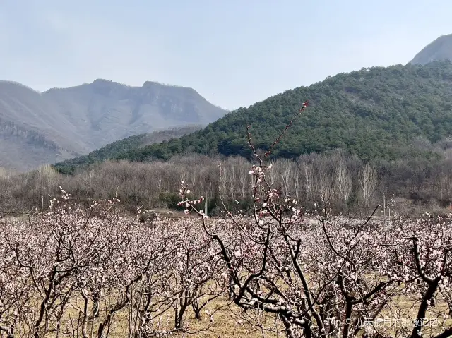Beijing Apricot Blossom Viewing