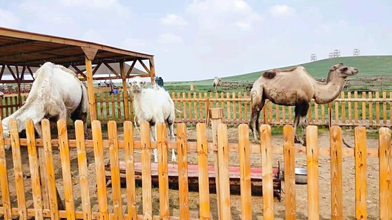 Xilamuren Grassland, Hugjile Tala Ranch
