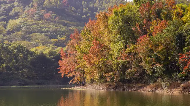 Maple Leaf Viewing in Ningbo