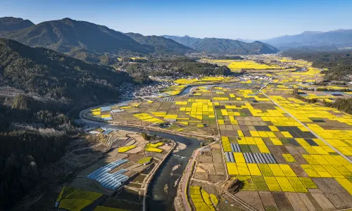 Rapeseed Flowers Viewing in Tengchong