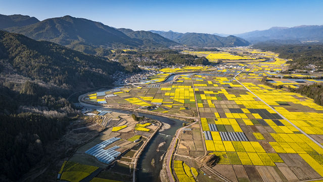 Rapeseed Flower Viewing in Tengchong