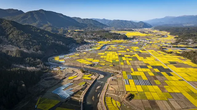 Rapeseed Flowers Viewing in Tengchong