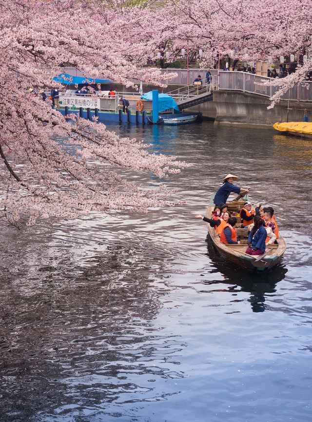 Edo Fukagawa Cherry Blossom Festival | Tokyo