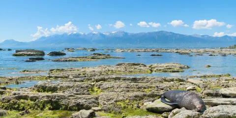 凱庫拉毛皮海獅聚集區