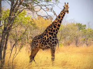 Chaminuka Game Reserve