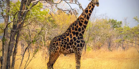 Chaminuka Game Reserve