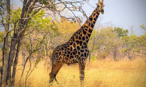 Chaminuka Game Reserve