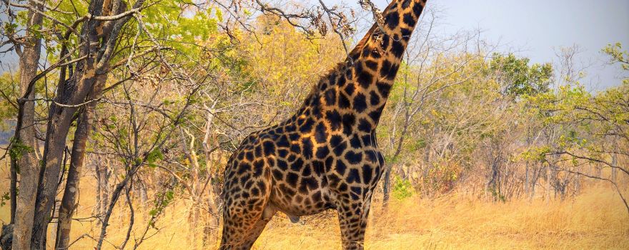Chaminuka Game Reserve